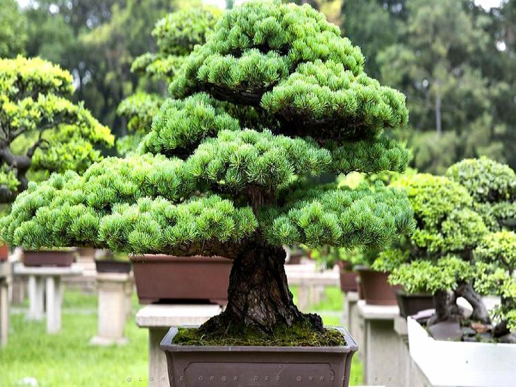 149 BONZAI A MAULEVRIER 2016_000012.jpg